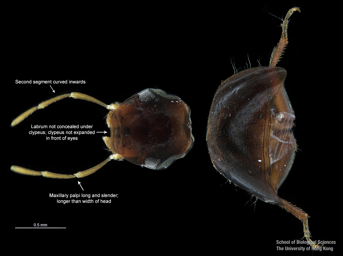 Cranium and pronotum (dorsal view)